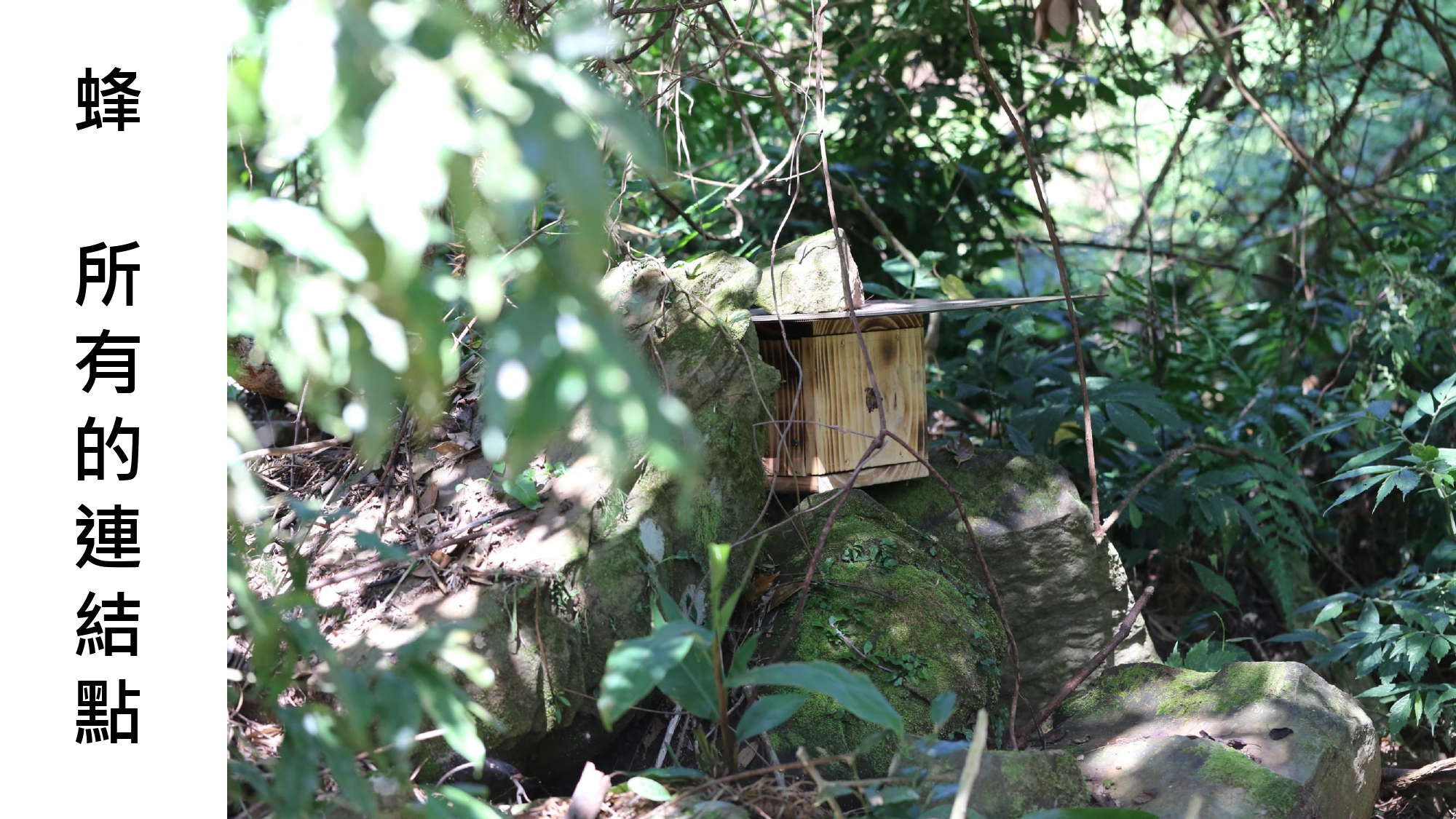 無螫蜂生態導覽